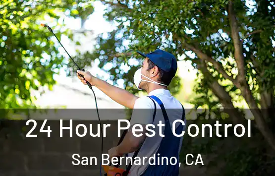  24 Hour Pest Control San Bernardino, CA