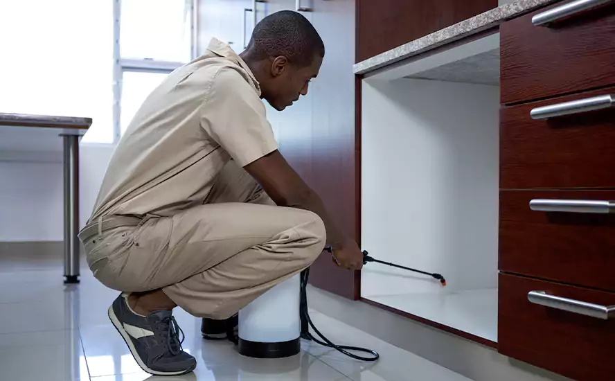 Our Proven Flea Infestation Treatment in San Bernardino