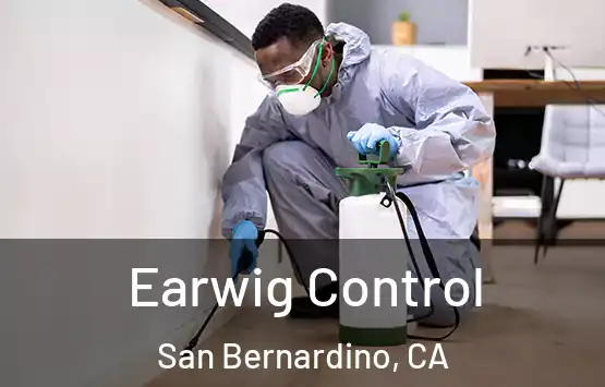  Earwig Control San Bernardino, CA