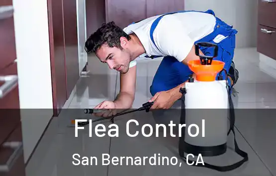  Flea Control San Bernardino, CA