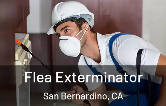  Flea Exterminator San Bernardino, CA