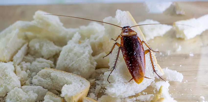Cockroach Pest Control for Bedrooms in San Bernardino, CA