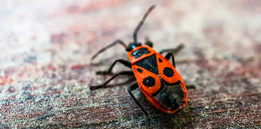 Flea Control for Humans San Bernardino, CA