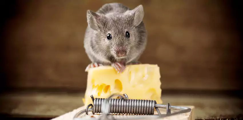 Mice Extermination for Bedrooms in San Bernardino, CA