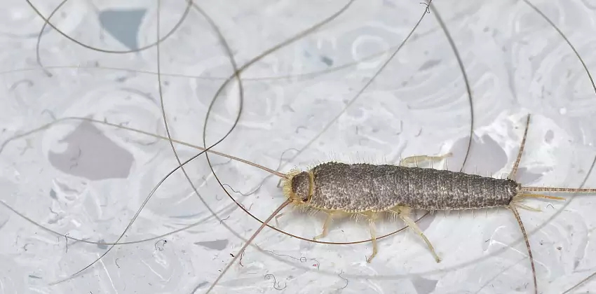 Silverfish Control for Bedrooms San Bernardino, CA