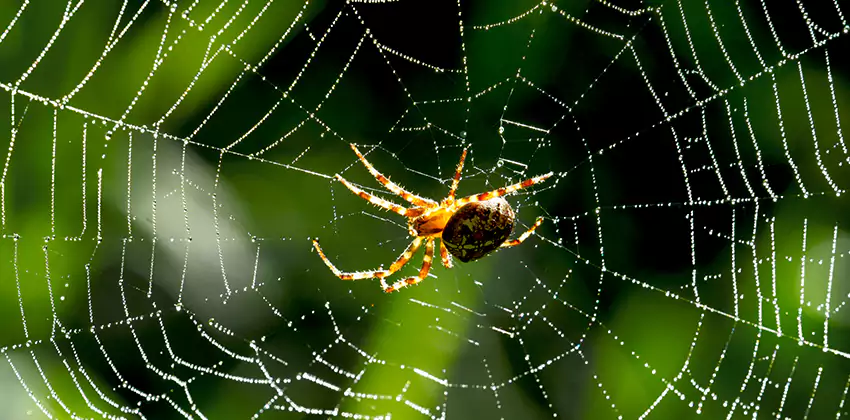 Organic and Chemical Spider Control Options San Bernardino, CA