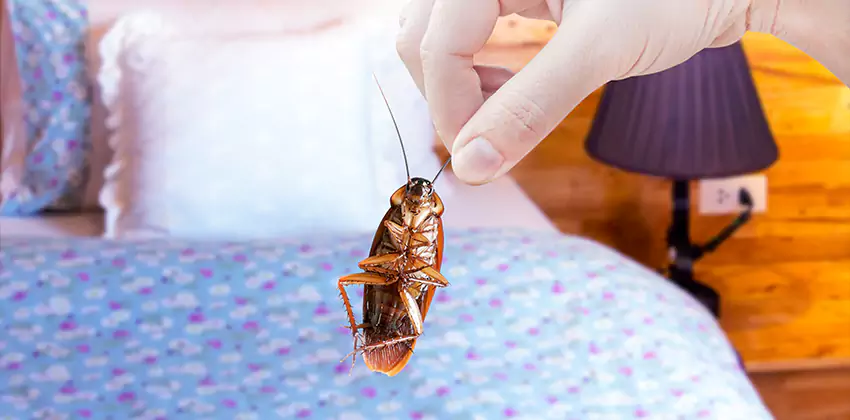 Thrips Treatment for Bedrooms San Bernardino, CA