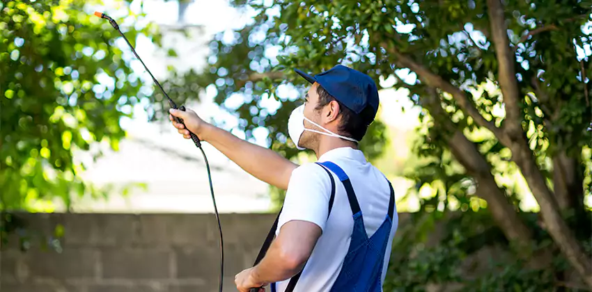 Wasp Control for Bedrooms San Bernardino, CA