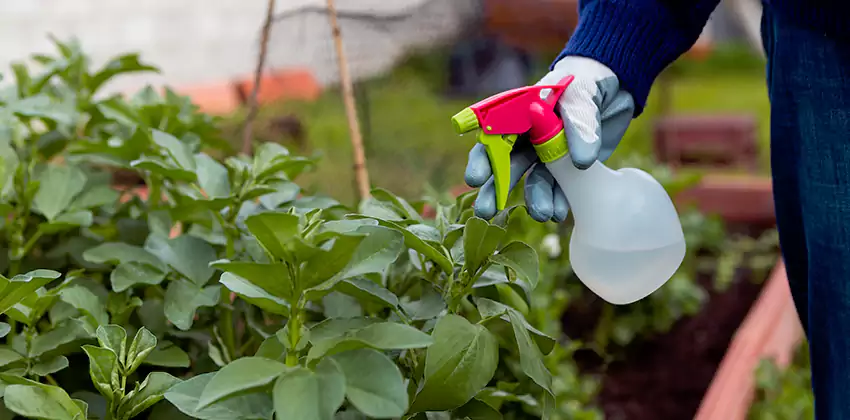 Whitefly Treatment for Bedrooms San Bernardino, CA