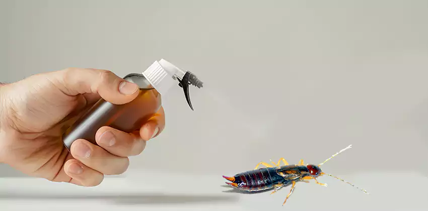 earwig-control in San Bernardino, CA