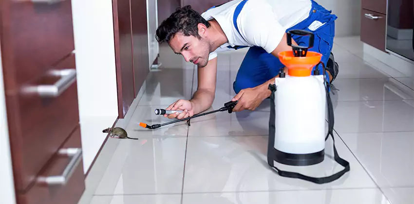 rat-control in San Bernardino, CA