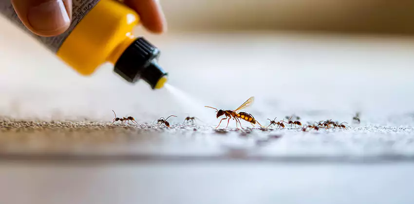 residential-pest in San Bernardino, CA