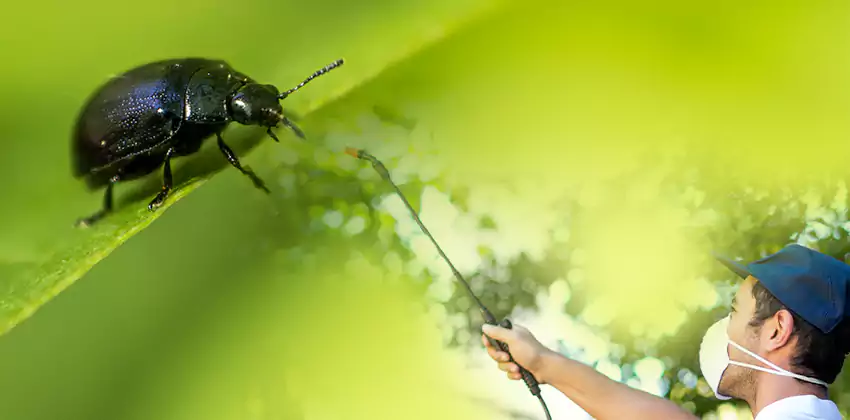 tick-control in San Bernardino, CA