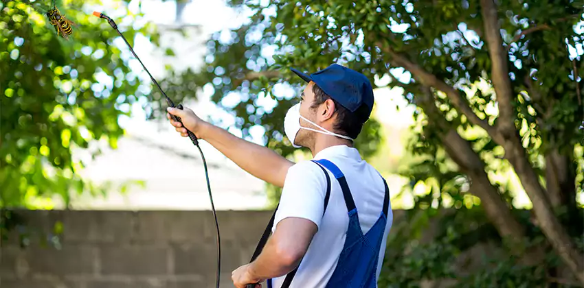 yellow-jacket-exterminator in San Bernardino, CA