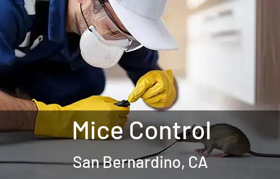  Mice Control San Bernardino, CA