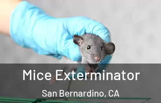  Mice Exterminator San Bernardino, CA