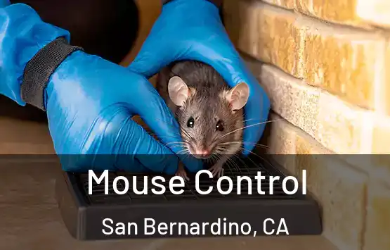 Mouse Control San Bernardino, CA