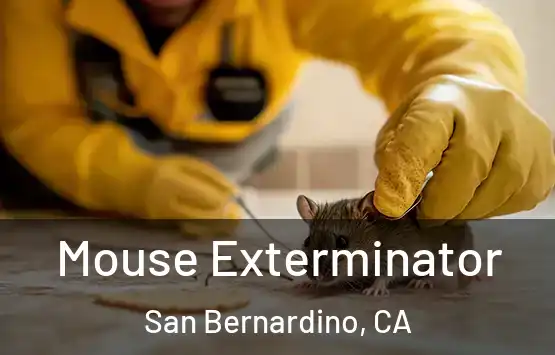  Mouse Exterminator San Bernardino, CA