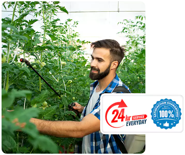 About Whitefly Treatment San Bernardino